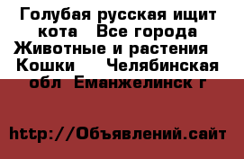 Голубая русская ищит кота - Все города Животные и растения » Кошки   . Челябинская обл.,Еманжелинск г.